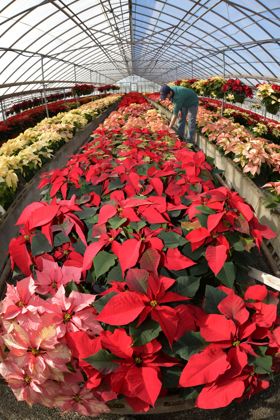 Christmas Colors